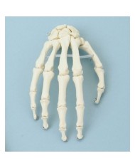 Erler Zimmer, modello anatomico di articolazione dello scheletro della mano