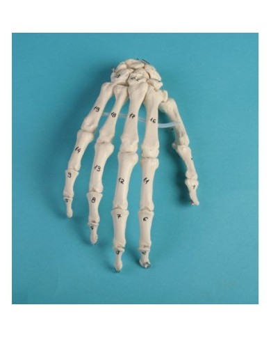 Erler Zimmer, modello anatomico di articolazione dello scheletro della mano  con numerazione Erler Zimmer, modello anatomico di articolazione dello scheletro della mano  con numerazione