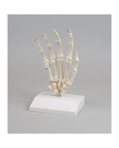Erler Zimmer, modello anatomico di articolazione dello scheletro della mano su stativo 6001S Erler Zimmer, modello anatomico di articolazione dello scheletro della mano su stativo 6001S