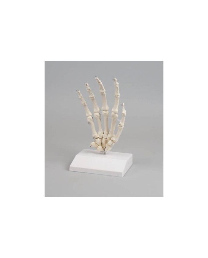 Erler Zimmer, modello anatomico di articolazione dello scheletro della mano su stativo 6001S