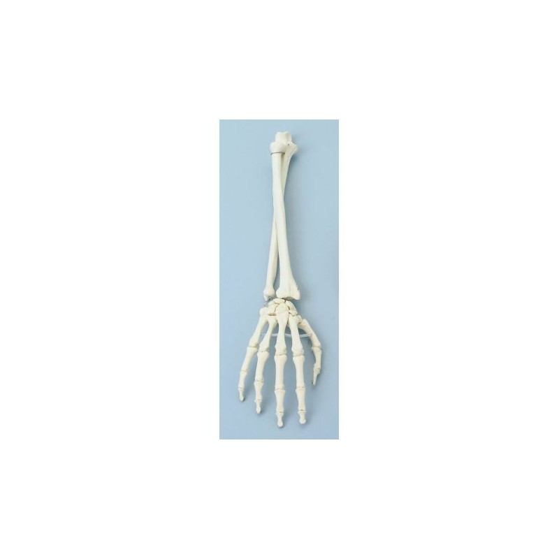Erler Zimmer, modello anatomico funzionale di articolazione della mano e del braccio inferiore 6008