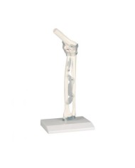 Erler Zimmer, modello anatomico funzionale di articolazione del gomito, con legamenti, su stativo