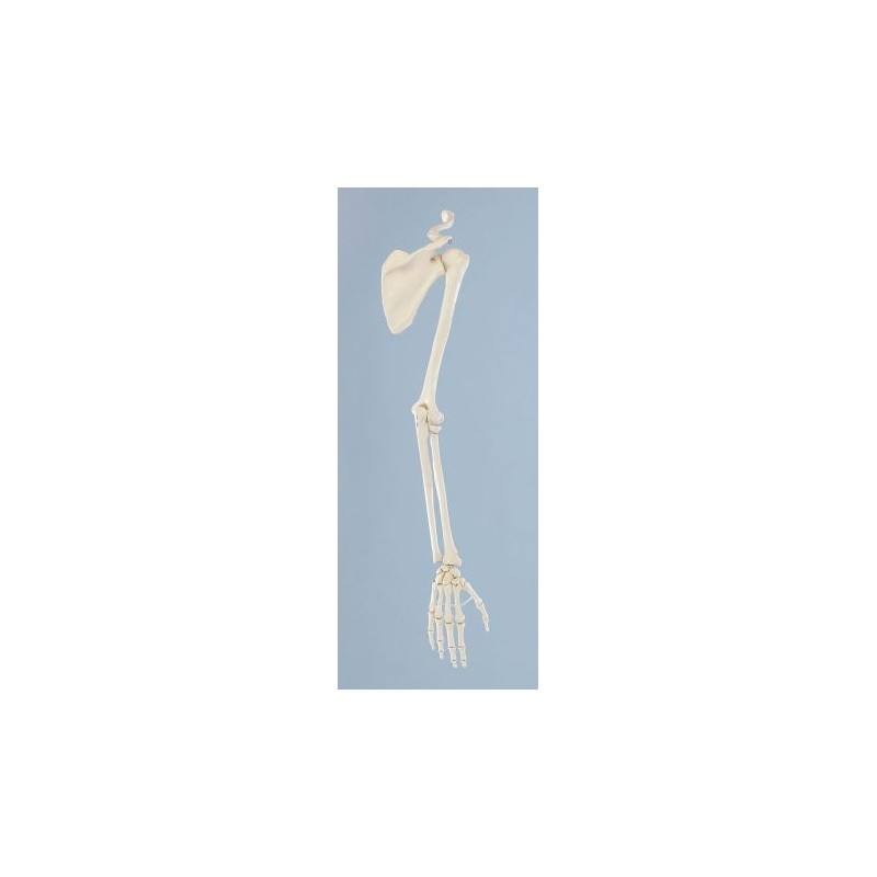 Erler Zimmer modello anatomico di scheletro del braccio, con cingolo scapolare 6016