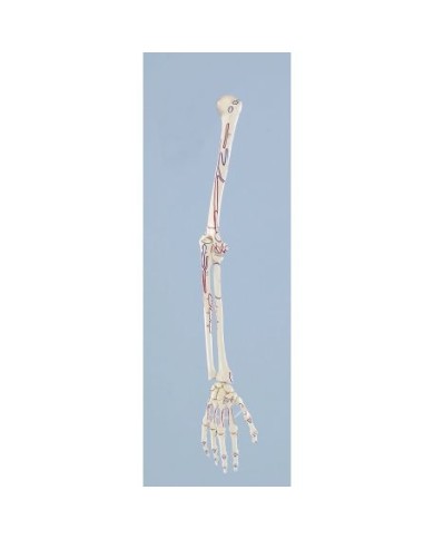 Erler Zimmer, modello anatomico funzionale di articolazione della mano e del braccio inferiore, con marcatura dei muscoli 6020 Erler Zimmer, modello anatomico funzionale di articolazione della mano e del braccio inferiore, con marcatura dei muscoli 6020