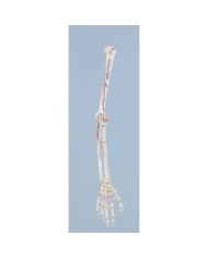 Erler Zimmer, modello anatomico funzionale di articolazione della mano e del braccio inferiore, con marcatura dei muscoli 6020 Erler Zimmer, modello anatomico funzionale di articolazione della mano e del braccio inferiore, con marcatura dei muscoli 6020