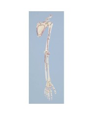 Erler Zimmer modello anatomico di scheletro del braccio, con cingolo scapolare, con marcatura dei muscoli 6021