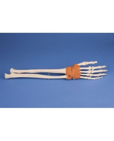Erler Zimmer modello anatomico di mano e scheletro del braccio inferiore, con legamenti Erler Zimmer modello anatomico di mano e scheletro del braccio inferiore, con legamenti