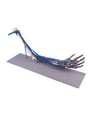 Erler Zimmer, modello anatomico di scheletro del braccio con sistema circolatorio, su stativo