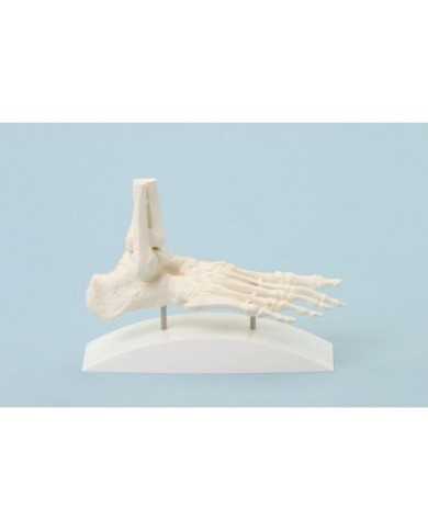Erler Zimmer, modello anatomico di scheletro del piede 6060 Erler Zimmer, modello anatomico di scheletro del piede 6060