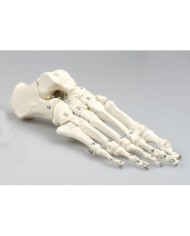 Erler Zimmer, modello anatomico di articolazione dello scheletro del piede, con numerazione delle ossa