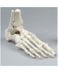 Erler Zimmer, modello anatomico di articolazione dello scheletro del piede, con tronchi di tibia e perone 6053