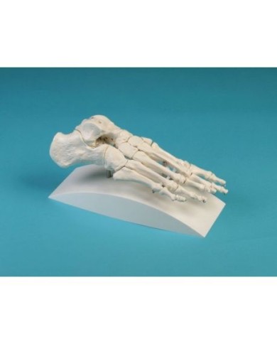Erler Zimmer, modello anatomico di articolazione dello scheletro del piede, su stativo 6050S Erler Zimmer, modello anatomico di articolazione dello scheletro del piede, su stativo 6050S
