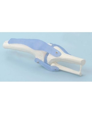 Erler Zimmer, modello anatomico funzionale di articolazione del ginocchio, con legamenti 4552/1