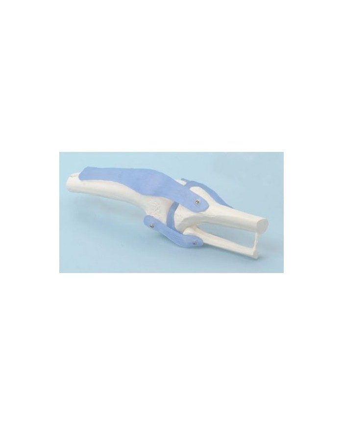 Erler Zimmer, modello anatomico funzionale di articolazione del ginocchio, con legamenti 4552/1