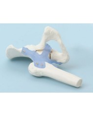 Erler Zimmer, modello anatomico funzionale di articolazione dell'anca, con legamenti