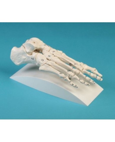 Erler Zimmer, modello anatomico di articolazione dello scheletro del piede, con numerazione delle ossa, su stativo 6051S Erler Zimmer, modello anatomico di articolazione dello scheletro del piede, con numerazione delle ossa, su stativo 6051S