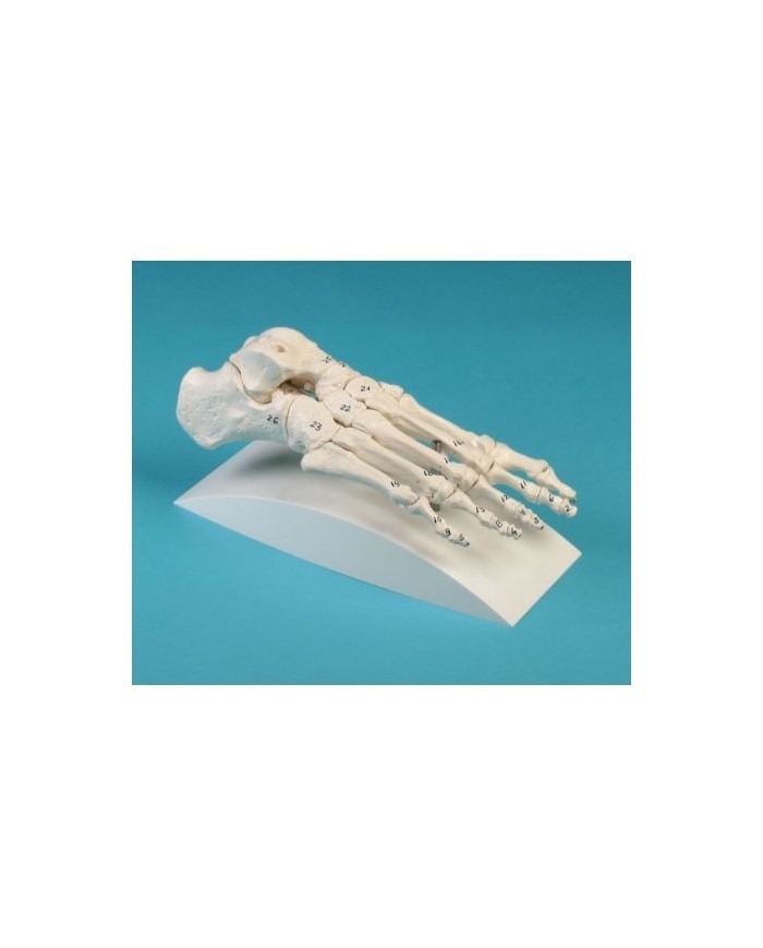 Erler Zimmer, modello anatomico di articolazione dello scheletro del piede, con numerazione delle ossa, su stativo 6051S