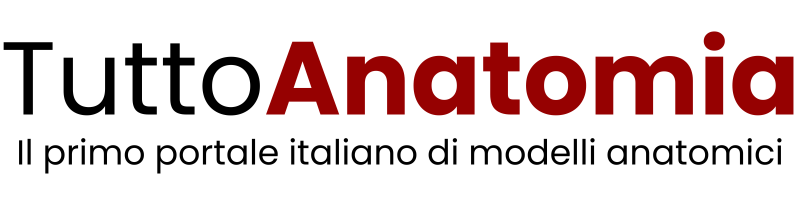 KUSTOM ART Poster Anatomia Umana – Nervi Cranici E Spinali, Stampa Su Carta Patinata 40x30cm, Decorazione Da Parete Per Scuole E Studio