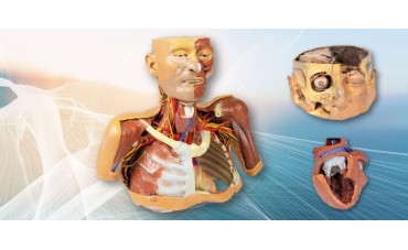 Dissezioni Umane in 3D: la nuova frontiera della didattica anatomica Dissezioni Umane in 3D: la nuova frontiera della didattica anatomica