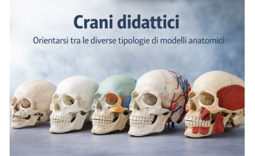 Crani Didattici: Guida alle Tipologie di Modelli Anatomici