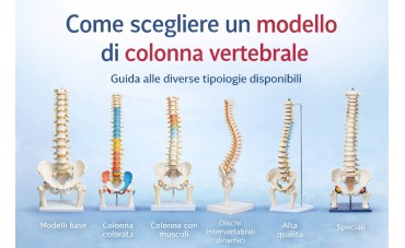 Come scegliere un modello di colonna vertebrale