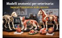 Modelli anatomici per veterinaria: imparare l’anatomia in modo concreto