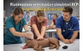 Rianimazione veterinaria e simulatori RCP: formarsi prima dell’emergenza