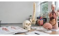 I modelli anatomici più utili per preparare l’esame di anatomia