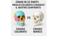 Cranio in 22 parti: meglio colorato o bianco?